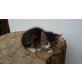 Moritz, Perser / Hauskatze - Kater