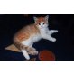 Moritz, Persermischling - Kater