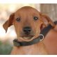 Moritz, Pinscher Mischling Welpen - Rüde