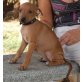 Moritz, Pinscher Mix Welpen - Rüde