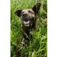 Moritz, Schäferhund-Mischling - Rüde