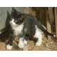 Moritz und Bruder Max - Kater
