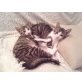 Moritz und Oskar suchen liebevolle Dosenöffne, Europäische Kurzhaarkatze - Kater