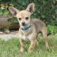 Moritzlein, Chihuahua kurzhaariger Schlag - Rüde