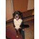 Moriz, Berner Sennenhund - Rüde