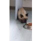 Morries, sucht seine Menschen - Kater