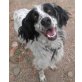 Morris, English Setter - Rüde