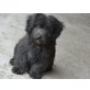Morris, Puli-Mix - Rüde