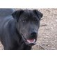 Morris, menschenbezogener Shar Pei Mix - Rüde
