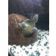 Moschusschildkröten - männlich