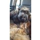 Moses, Briard - Rüde