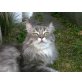 Moses, Main-coon-Norwegische Waldkatze - Kater