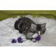 Moses, black silver cl.taby white, Maine Coon - Kater
