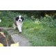 Moskauer Wachhund Welpen - Rüde