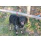Mot, Spaniel-Mix - Rüde