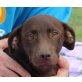 Mouse, Labrador Retriever - Rüde