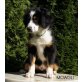 Mowgli, Australian Shepherd Dog Welpen - Rüde