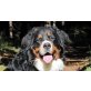 Mozart, Berner Sennenhund - Rüde
