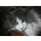 Mozart, lieber Maine-Coon-Kater, Maine Coon - Kater