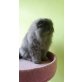 Mr.Bean, Perser Blau - Kater