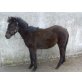 Mr Glos Pablo, Shetland Pony - Hengst