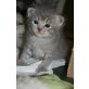 Mr. Grey, Britisch Kurzhaarkatze - Kater