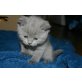 Mr. Grey, Britisch Kurzhaarkatze - Kater