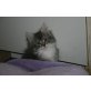 Mr. Grey, Main Coon - Ragdoll - Kater