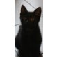 Mr. Mistoffelees & Co, EKH - Kater