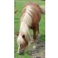 Mr. Moritz, Haflinger - Wallach