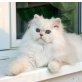 Mr. Triple-X, Chinchilla-Perser - Kater