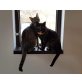 Mrs. Norris & Bine, Mischling - Katze