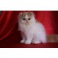 Ms. Tee, Perser Bicolor - Katze