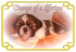 Mu-Lan´s Shih-Tzu, Shih Tzu Welpen - Hündin