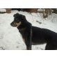 Muchacho-ist ein Traum auf 4  Pfoten !!, Schäferhund-Mischling - Rüde