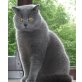 Mucki, Britisch Kurzhaarkatze - Kater