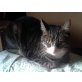 Mucki, Hauskatze - Kater
