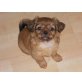Mucki, Pekinese Welpen - Hündin
