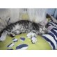 Mücke, Maine Coon - Kater
