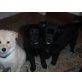 Münsterländer/Collie Mischling - Groß-Spitz Welpen - Hündin