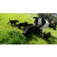 Münsterländer-Labrador - Rüde