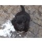 Münsterländer-Labrador-Schäferhund-Mix Welpen Welpen - Hündin
