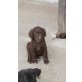 Münsterländer- SchäferBernersennenhund Welpen - Rüde