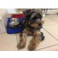 Müsli, Yorkshire Terrier Welpen - Rüde
