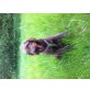 Mütze, Labradoodle - Hündin