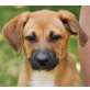 Müzli, Labradormischling - Hündin