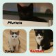 Mufasa, Simba, Bambam, Hauskatze - Kater