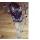 Muffi, Husky-Schäferhund Welpen - Hündin