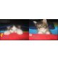 Muffin, Leni, Hippo, Maine Coon-Perser-Mischlinge - Katze