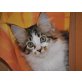 Muffin, Maine Coon - Katze